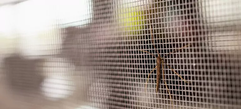 Repair Mosquito Mesh For Windows in Hialeah, FL